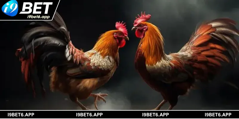 Điểm danh các dạng cược đá gà I9BET phổ biến nhất trên thị trường 