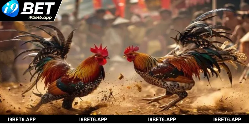Khám phá các hình thức cược hấp dẫn tại AOG đá gà I9BET