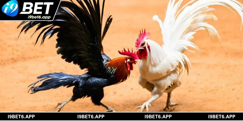 Kinh nghiệm soi kèo và chọn chiến kê hiệu quả