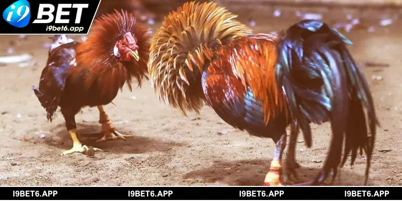 Tổng hợp các hình thức cược phổ biến trong Ws168 đá gà I9BET